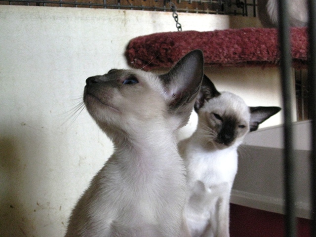 Kits505142011.jpg
