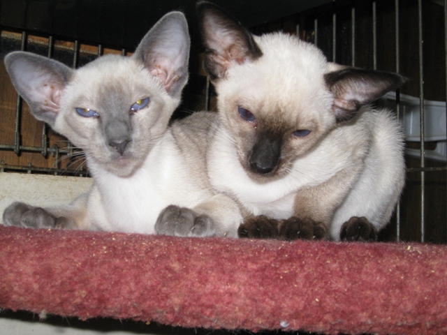 Kits505142011.jpg